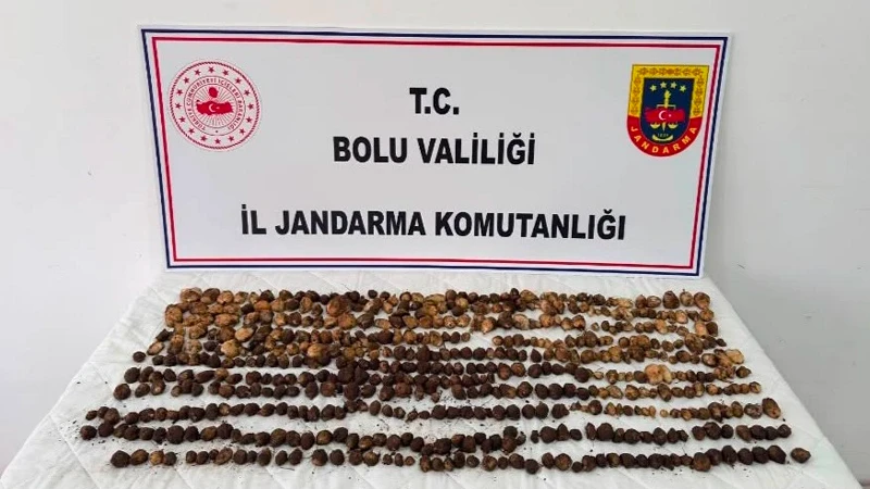 Bolu’da yabani salep toplayan 3 kişiye 2 milyon TL ceza