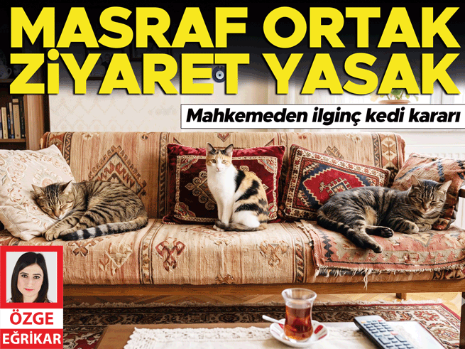 Boşanma davasında kedi velayeti: Masraf ortak, ziyaret yasak