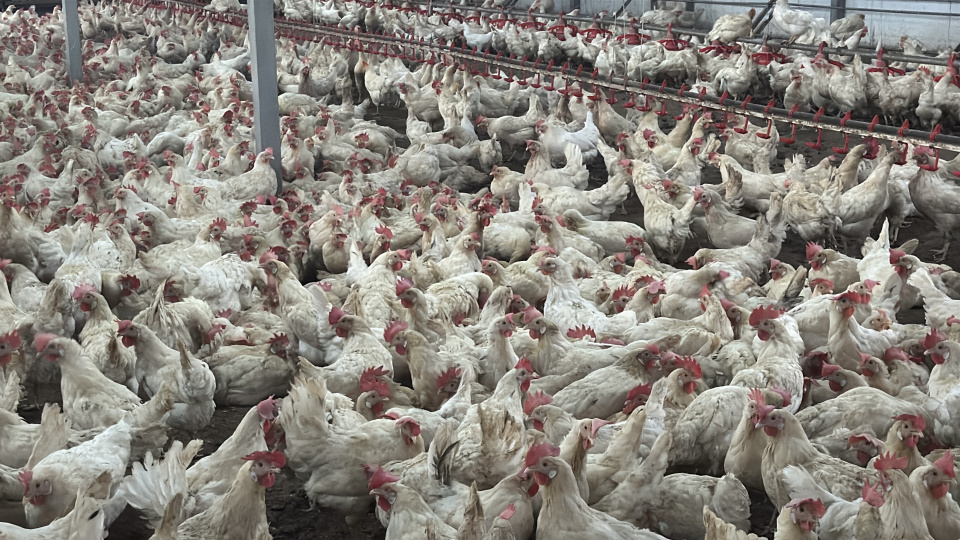 Brezilya, AB'den tavuk eti ve bal ihracatı için onay bekliyor