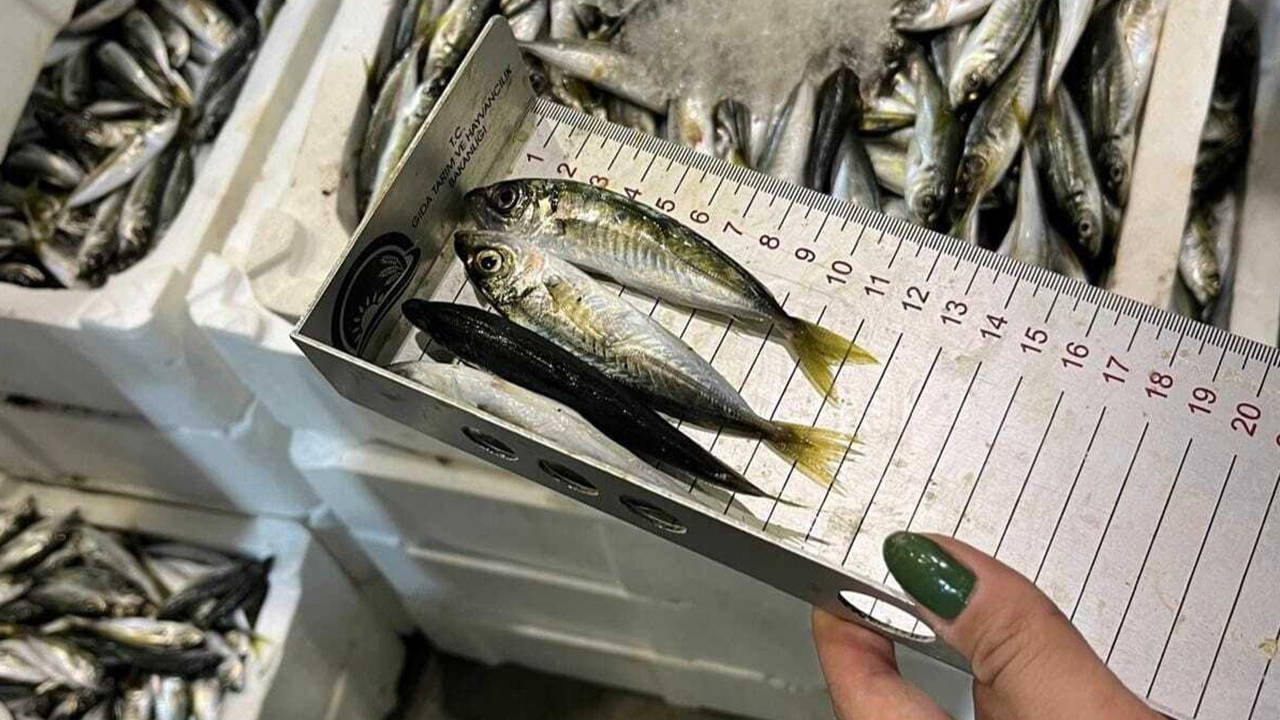 Buca Balık Hali'nde Su Ürünleri Denetimi: 241 Kilogram El Konuldu
