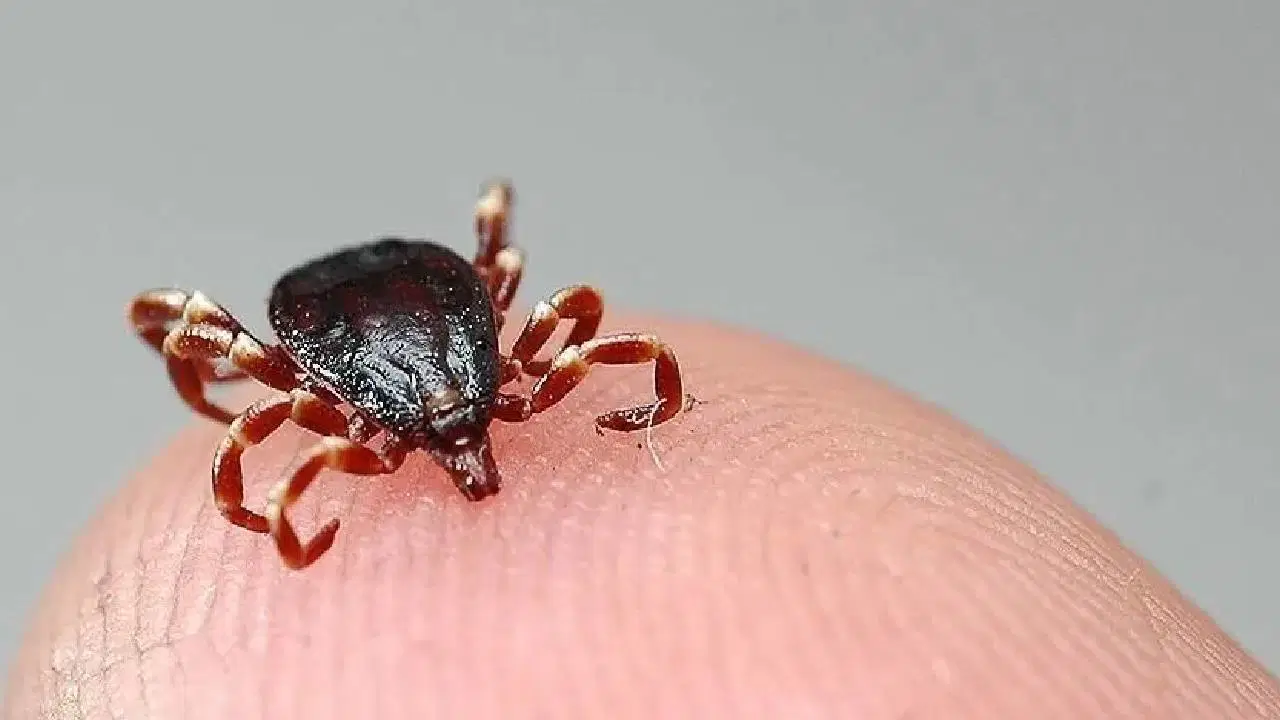 Burdur'da Kene Isırması Sonucu Hayatını Kaybeden Kadın KKKA'dan Öldü