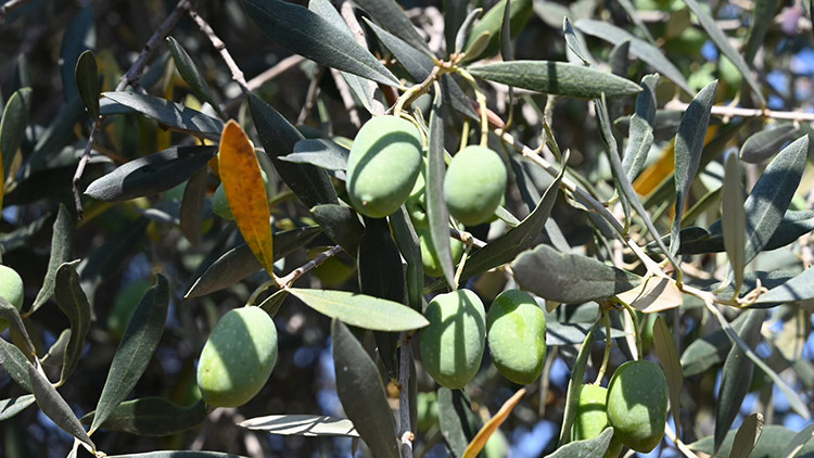 Bursa'da 1500 yıllık zeytin ağacı hala meyve veriyor