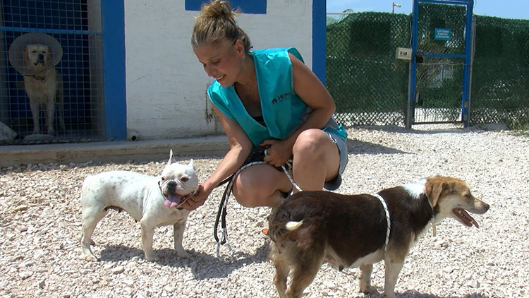 Bursa'da cins köpekler sahiplenilmeyi bekliyor: Terk edilme vakaları arttı
