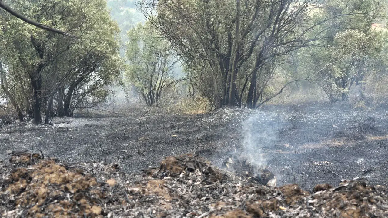 Bursa Mudanya'da yangın: 4 dönüm alan kül oldu
