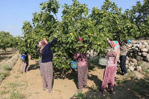 Bursa Siyahı İncirinde Hasat Başladı: Kraliyet Sofralarından Tarlaya Uzanan Hikaye