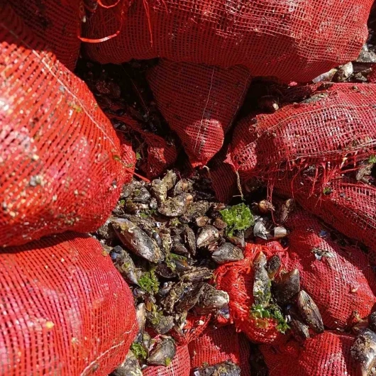 Bursa'da 8 ton midye ele geçirildi: Hepsi imha edildi