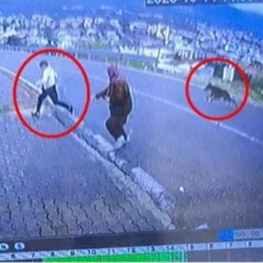 Bursa'da Köpek Saldırısı: 11 Yaşındaki Çocuk Korkudan Atladı, Bacağı Kırıldı