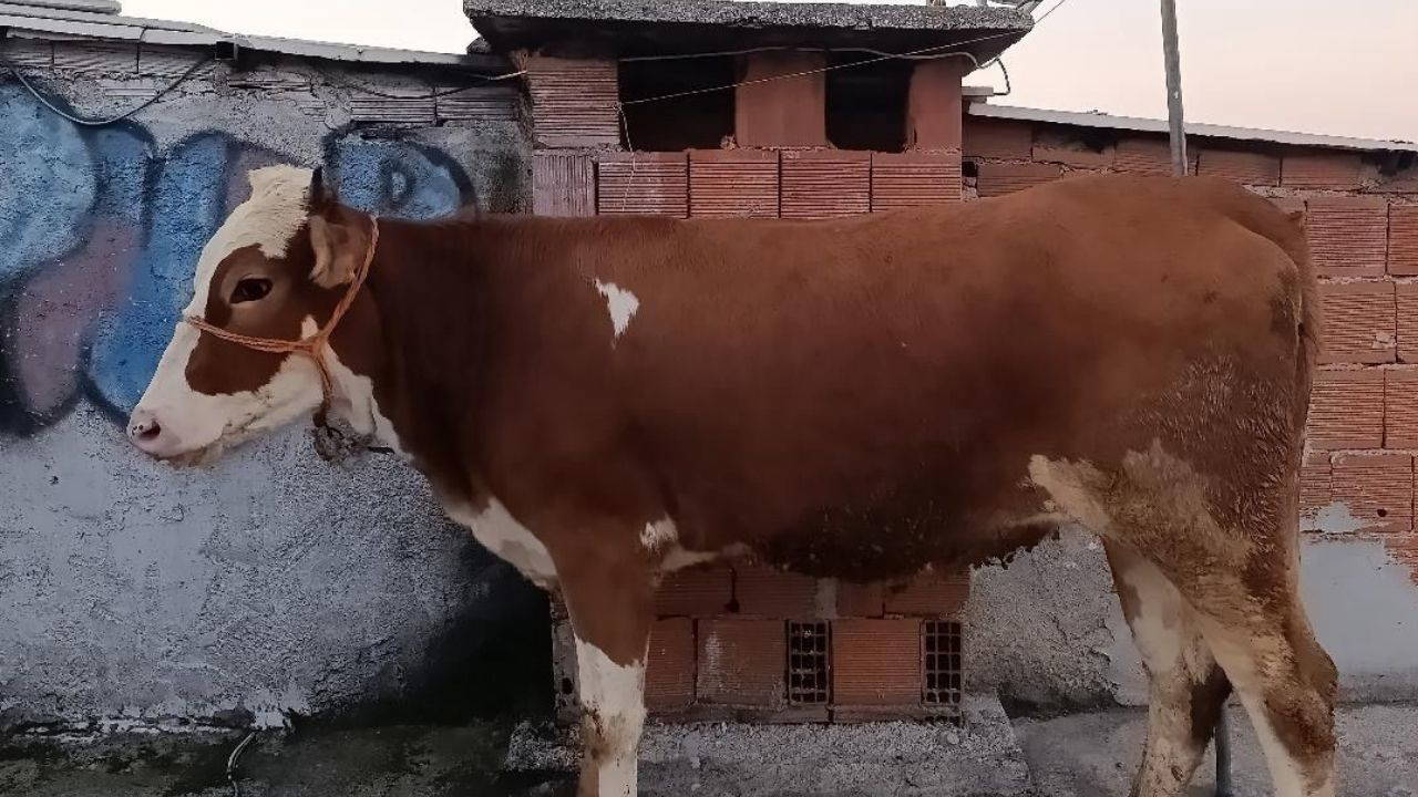 Bursa'da kurbanlık 6 kattan çatıya yürütüldü