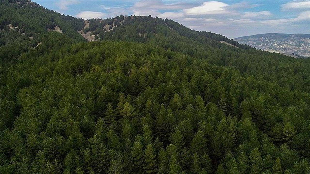 Bursa'da orman yangını tehlikesi: Girişler 15 Ekim'e kadar yasak