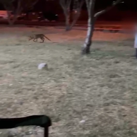 Çanakkale'de Tilki, 3 Yaşındaki Çocuğun Topunu Kaçırdı