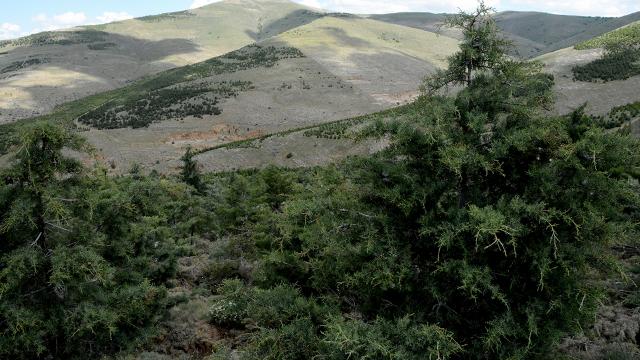 Çanakkale'de yangın riskine karşı biçerdöver yasağı
