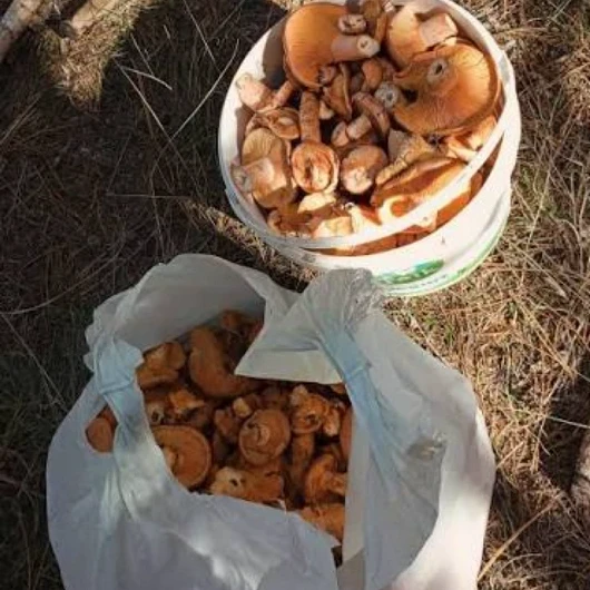 Çankırı'da Mantar Faciası: Aynı Aileden 4 Can Hayatını Kaybetti