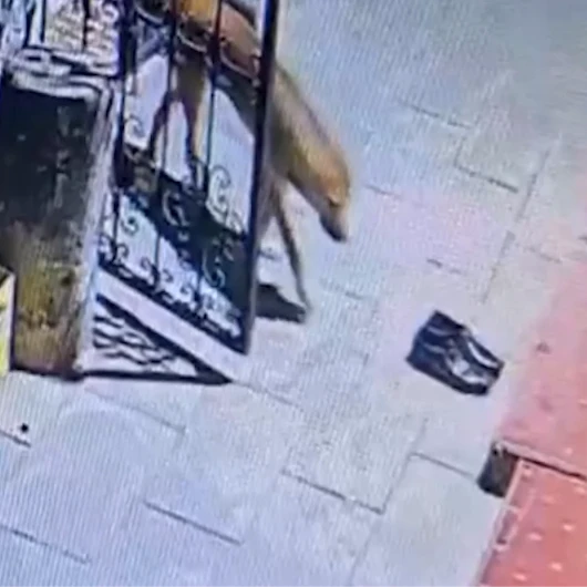 Çankırı'da müezzinin ayakkabısını 'hırsız' köpek çaldı