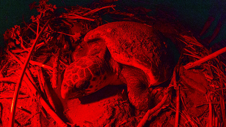 Caretta caretta Belek'te yumurtladı: 1000 yavrudan sadece 2-3'ü hayatta kalıyor