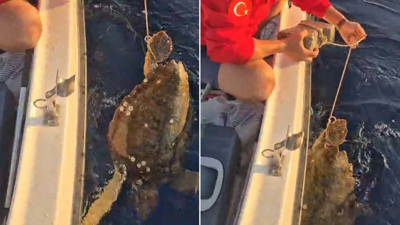 Caretta carettanın ayağına parke taşı bağlayıp denize attılar