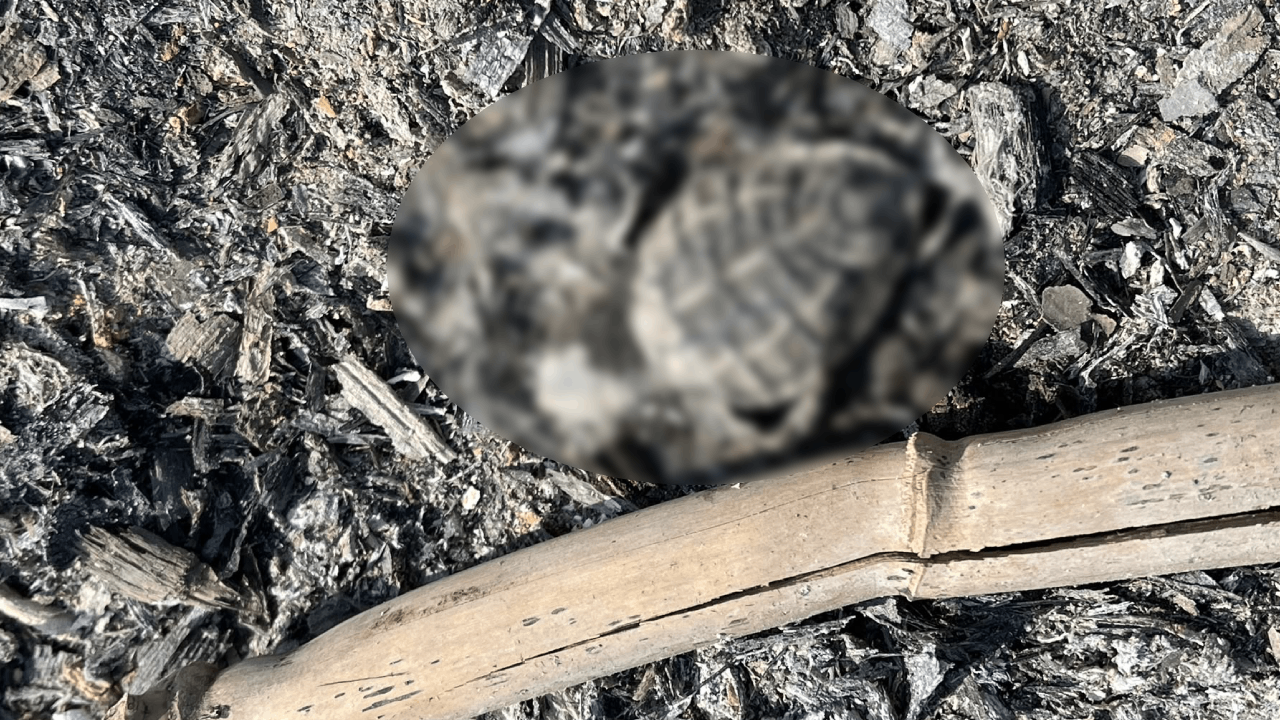 Boğazkent'te caretta yavrusu ateşte can verdi: 700 bin TL ceza caydırıcı olmadı