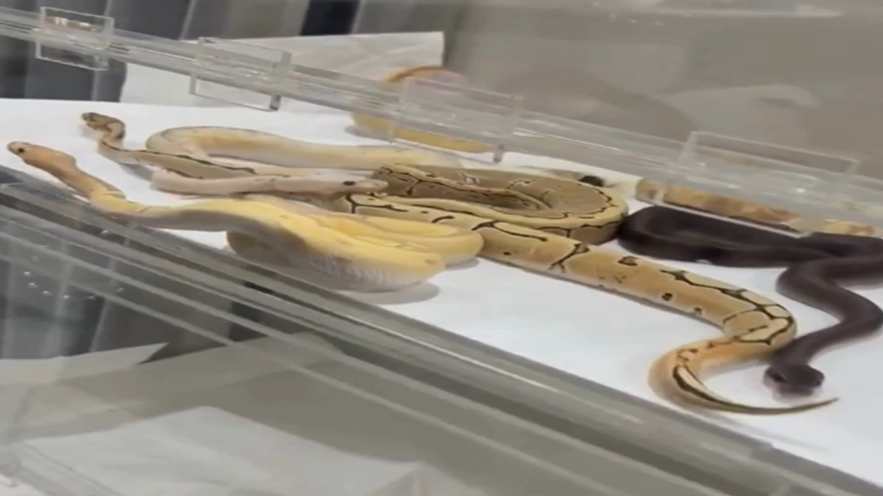 Çatalca'da izinsiz beslenen 42 yılan kurtarıldı