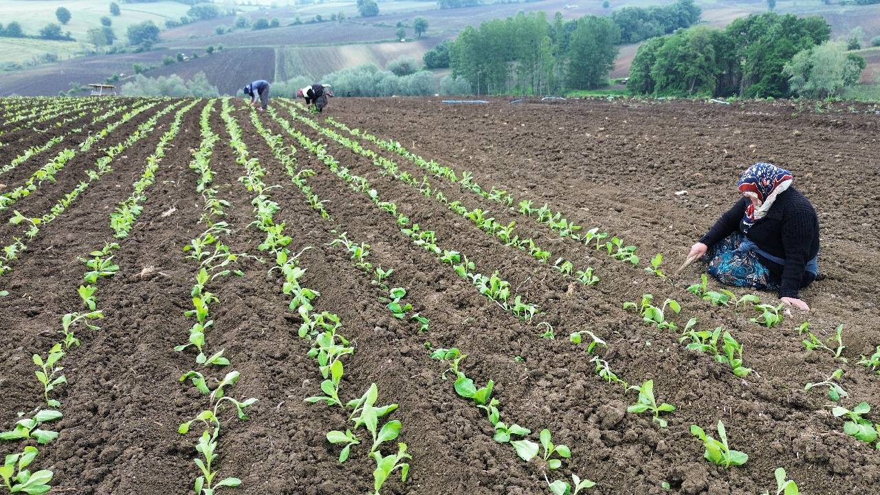 Çelikhan'da Tütün Hasadı Başladı: 9 Bin Ton Rekolte Bekleniyor