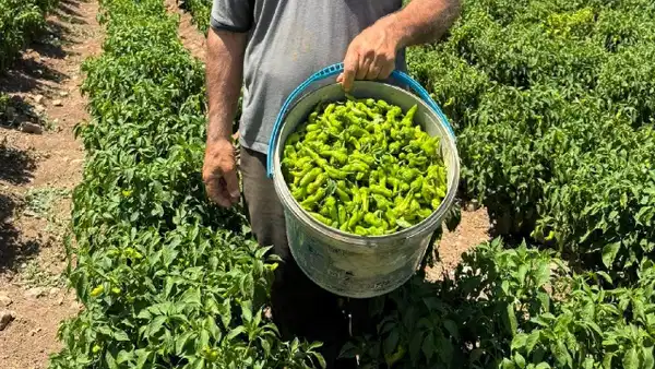 Çermik biberinde hasat başladı, fiyatı cep yakıyor
