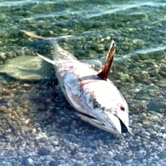 Çeşme ve Karaburun'da Orkinos Ölümleri Yeniden Görülmeye Başladı