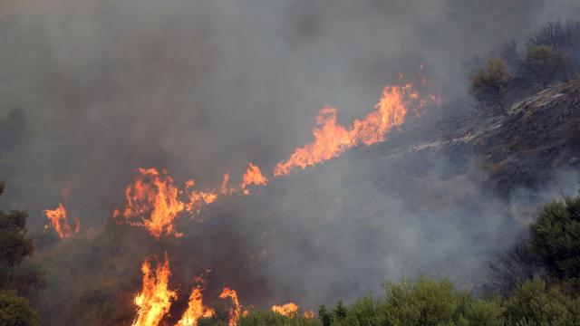Cezayir'de Orman Yangınları: 12 Kişi Hayatını Kaybetti