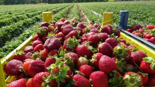 Çilek Üretiminde Türkiye'nin Yüzde 8,5'ini Karşılayan Yenice, Üreticinin Yüzünü Güldürdü