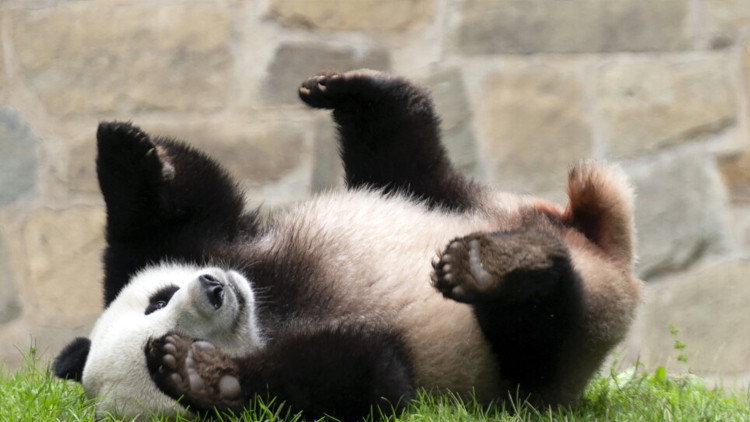 Çin'den ABD'ye Sürpriz Panda Hediyesi: Diplomatik Jest