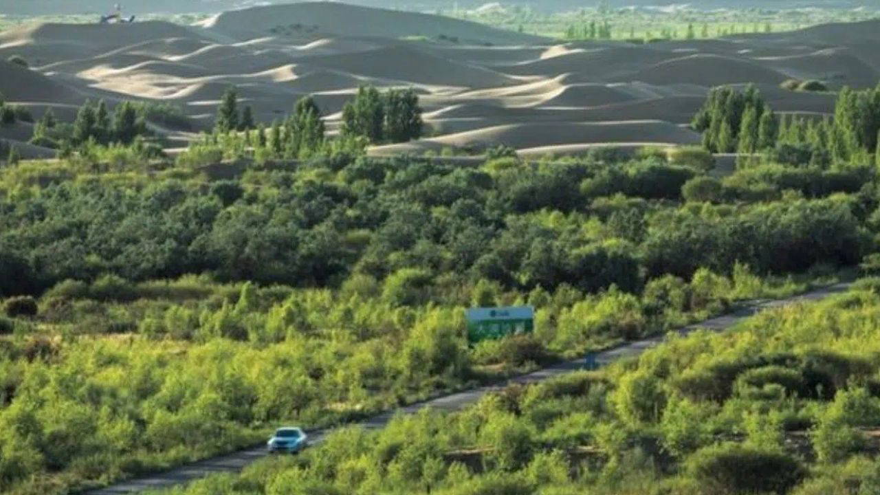 Çin'in dev yapay ormanı doğayı taklit edemiyor: Bilimsel araştırma şaşırttı
