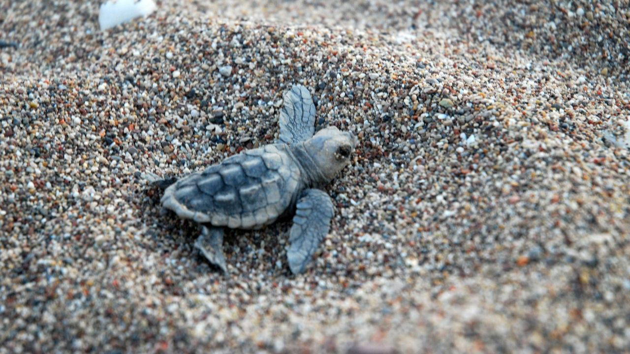 Çıralı'da 'Zafer Yuvası'ndan 62 Yavru Caretta Caretta Denizle Buluştu