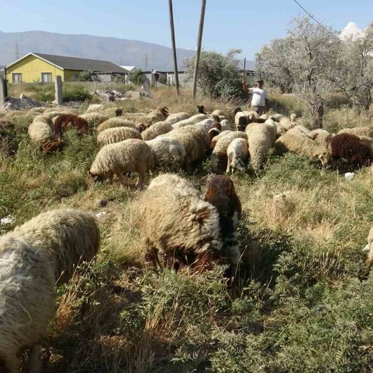 Çobanlar 10 Litre Su İçerek Zorlu Sıcakta Çalışıyor