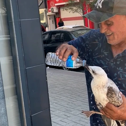 Çorlu'da Fedakar Vatandaş Bitkin Martıya Su İçirdi