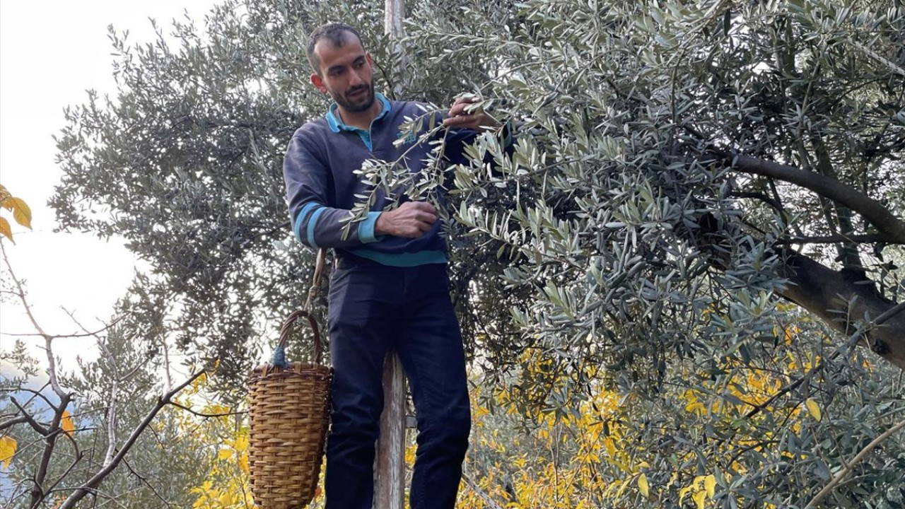 Çoruh Vadisi'nin endemik zeytini Butko'da hasat başladı