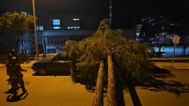 Çorum'da Fırtınada Devrilen Çam Ağacı Park Halindeki Araçlara Hasar Verdi