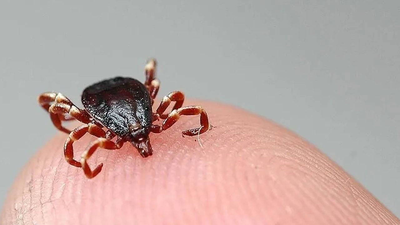 Çorum'da Kene Isırması Sonucu 57 Yaşındaki Kadın Hayatını Kaybetti