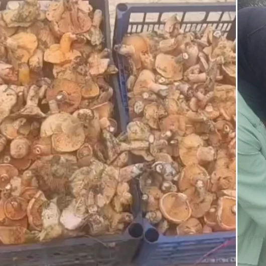 Çorum'da Dağ Mantarı Kilosu 250 TL'den Satılıyor