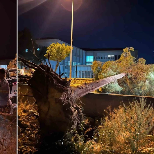 Çorum'da Fırtınada Ağaç Devrildi: Araç Hasar Gördü