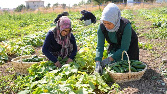 Çubuk Turşusu 45 Çeşidiyle Dünya Lezzetleri Arasında