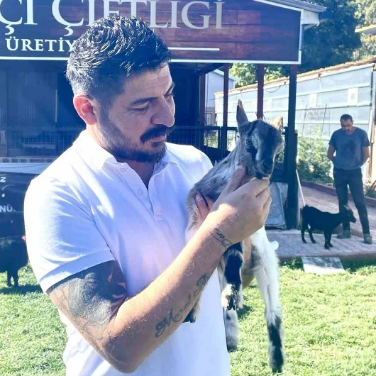 Cüce Keçi Çiftliğinde Sürü 90'a Ulaştı: Talep Artıyor