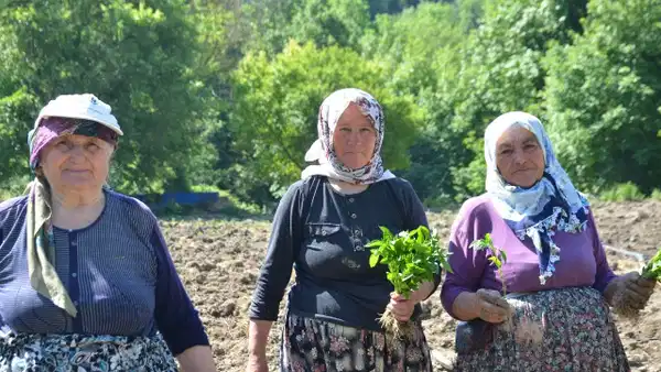 Çukurören'in tescilli lezzetinde ekim başladı: 162 yıllık tarım mirasına çimento tehdidi