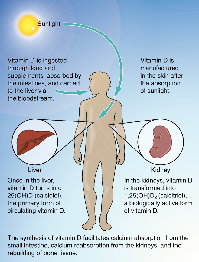 D vitamini eksikliği ciddi hastalıklara yol açabiliyor