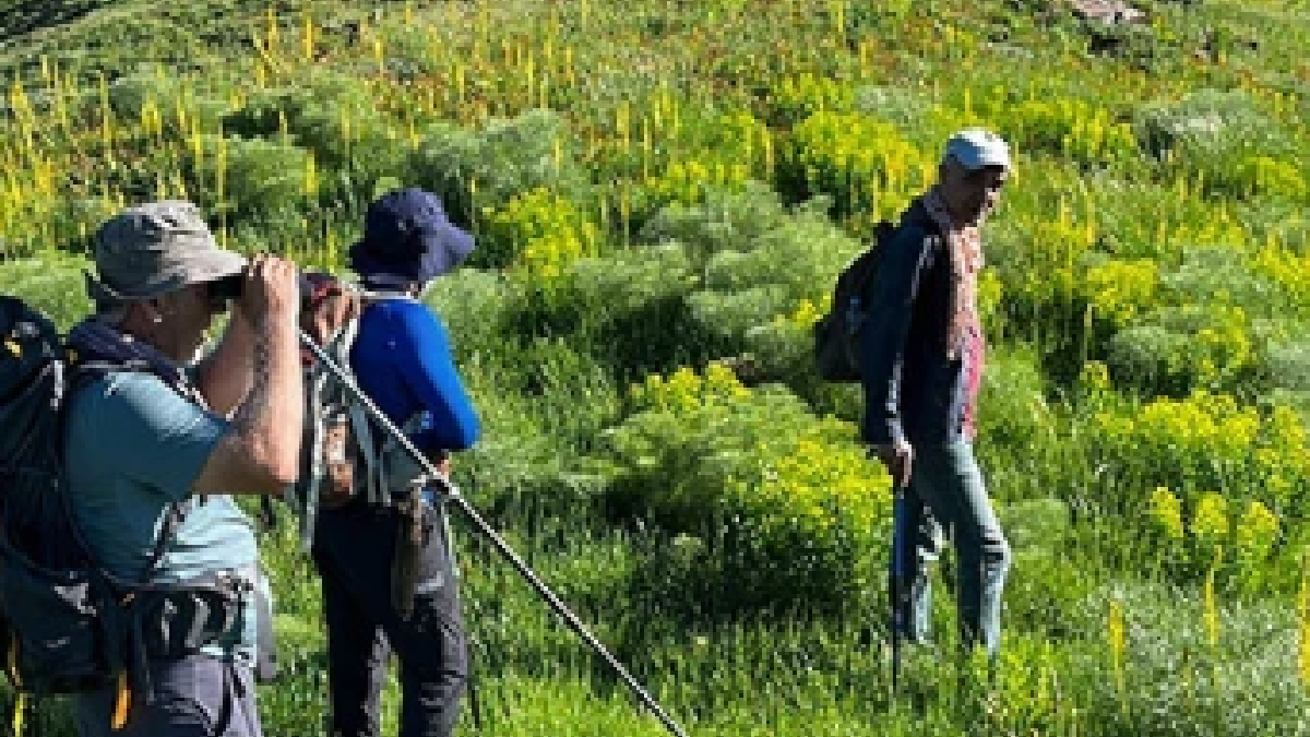 Dağların hazinesi kınkor mantarı: Kilosu 3 bin lira