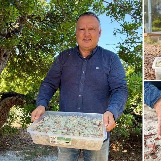 Damla sakızında hasat heyecanı: Kilosu 50 bin liradan satılıyor