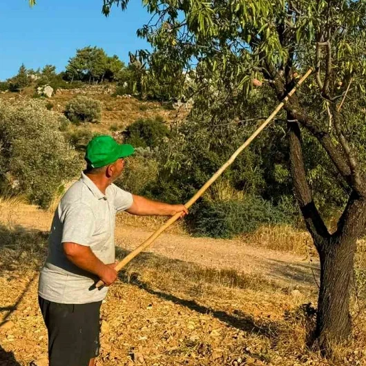 Datça'nın Altın Değerindeki Bademi Hasat Edilmeye Başlandı