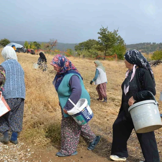 Demirci'de Kadınlar Yılda 450 Ton Çitlembik Toplayarak Ekonomiye Katkı Sağlıyor