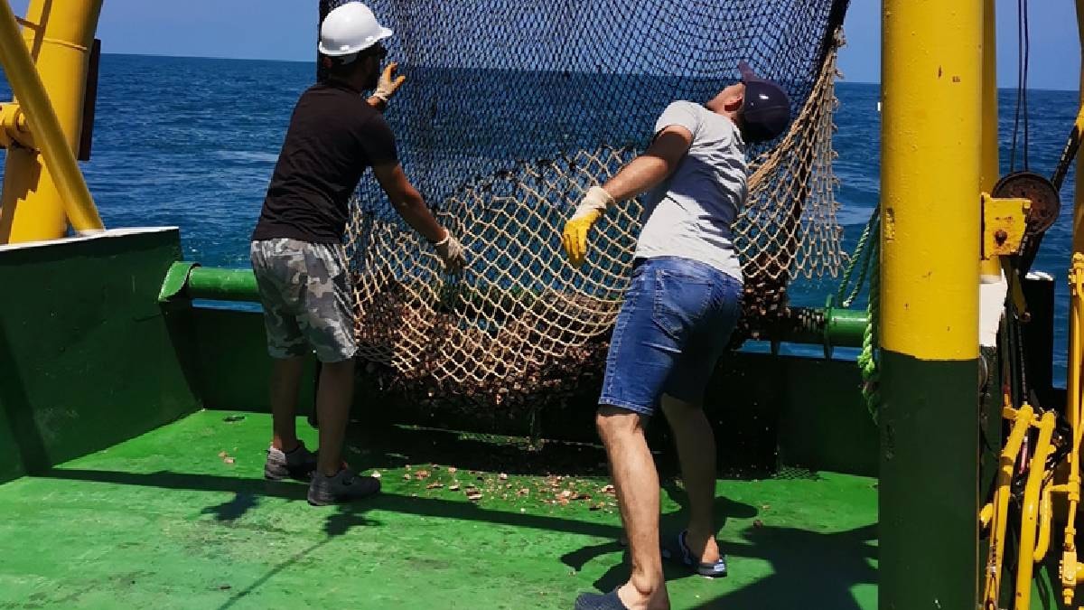 Deniz Salyangozu İhracatı 9 Ayda 14,2 Milyon Dolar