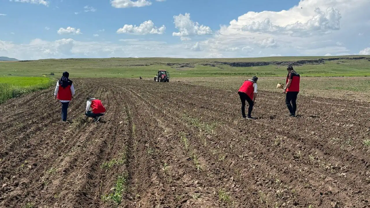 Müteahhitlikten emekli oldu, köyünde ada çayı yetiştiriyor: 15 yıl kazandıran yatırım