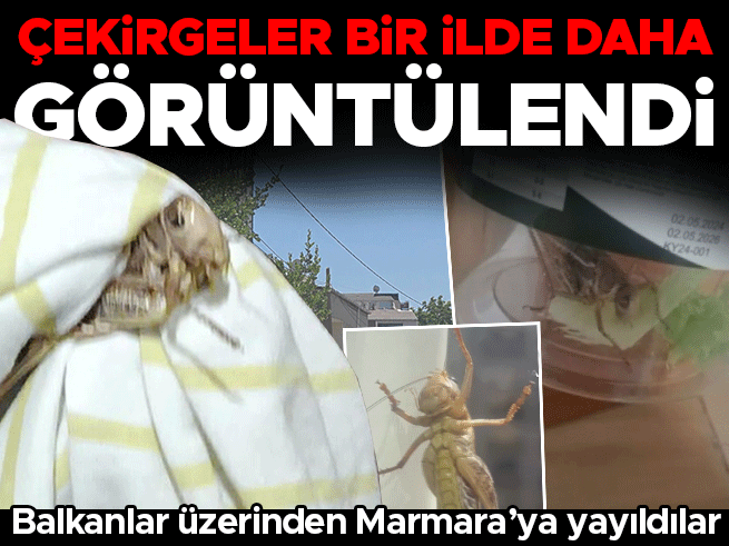 Balkanlar üzerinden Marmara'ya yayılan dev çekirgeler Bursa'da görüldü