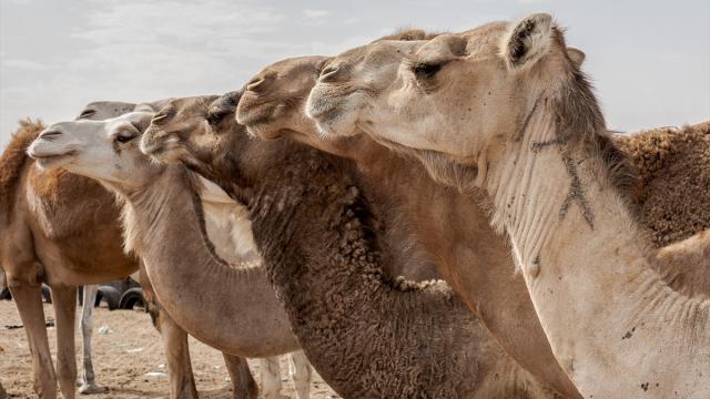 Develer bile dayanamıyor: Afrika'da aşırı sıcaklar hayvanları kırıyor
