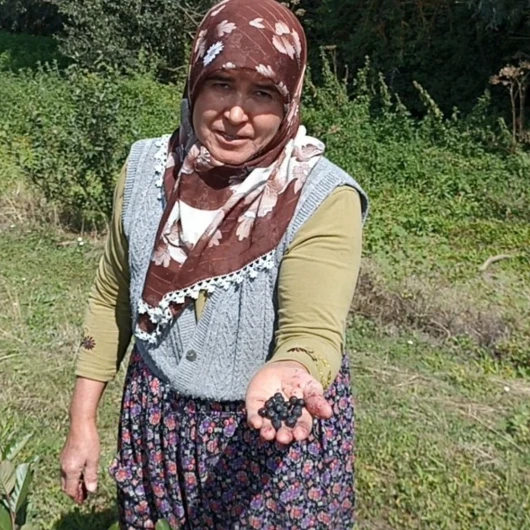 Devlet Desteğiyle Aronya Bahçesi Kuran Çift, Türkiye'den Talep Topluyor