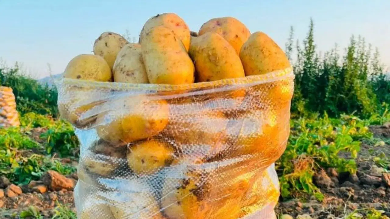Dinar'da Çölovası patatesinin hasadı başladı: Yüksek verim ve fiyatlar üreticiyi sevindirdi